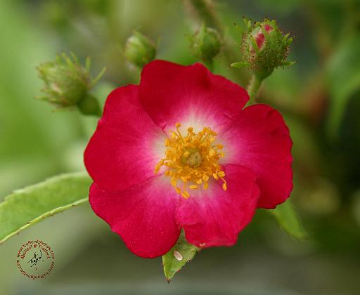 Dog Rose 9Y045D-004.JPG